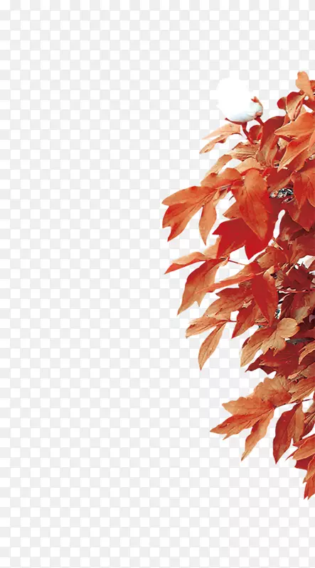 ��֦-������