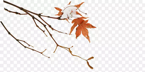 ��ɫ��Ҷ��Ҷ��֦-������