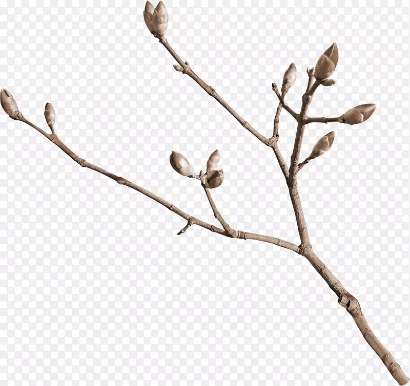 ľ�޻���֦���Ƕ�-������