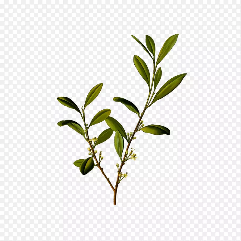 ��ͨ�廭��ɫ���ӻ���֦-������