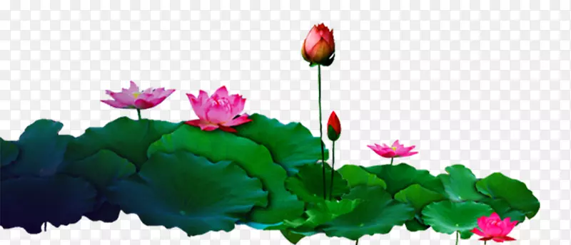 �ɻ���Ҷ-������