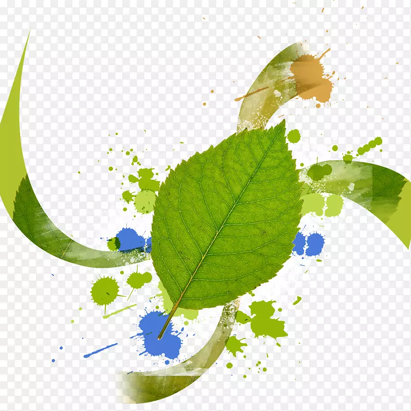 ˮ��ī����Ҷ-������