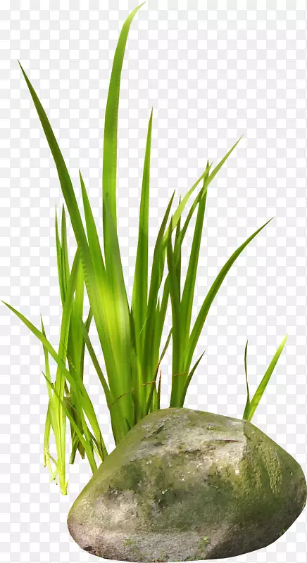 ���̵�С���ز�-������