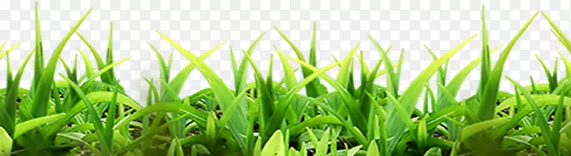 ����С�ݺ�����ͷ-������