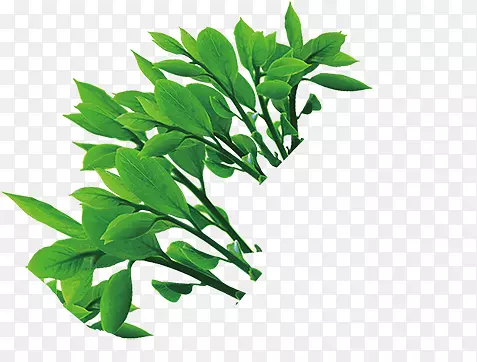 ��ɫ�߲�Ҷ��-������