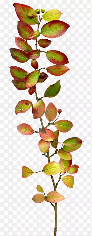 ��Ҷ-������