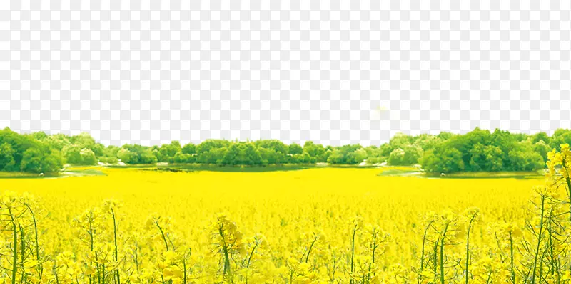 ��ɫ�Ͳ˻��廭����-������