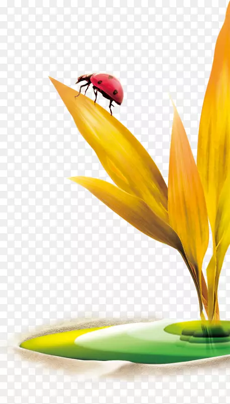 ��ɫС��-������