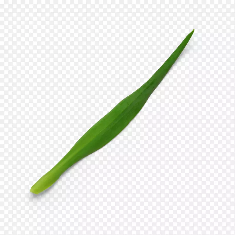 ��ɫ��֦Ҷ��Ȼֲ��֦Ҷ����-������