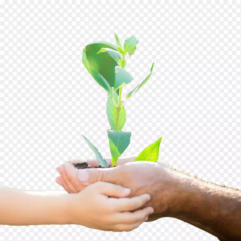 ������ֲ��������-������