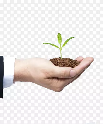 ������ֲ-������