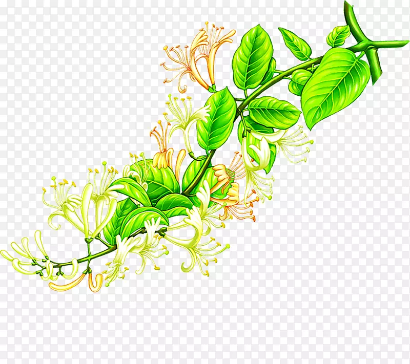 ��ɫ������ֲ���ֻ�-������