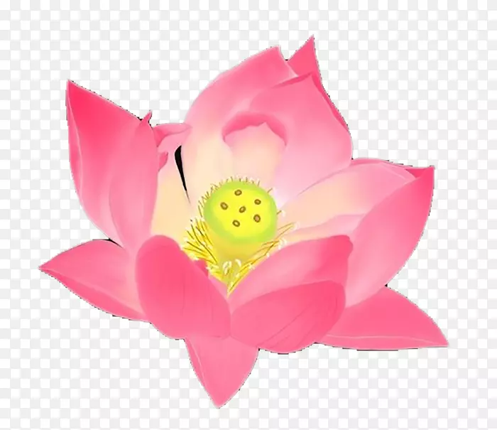 ����ɫ�ɻ�-������