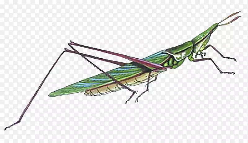 �ȳ�-������