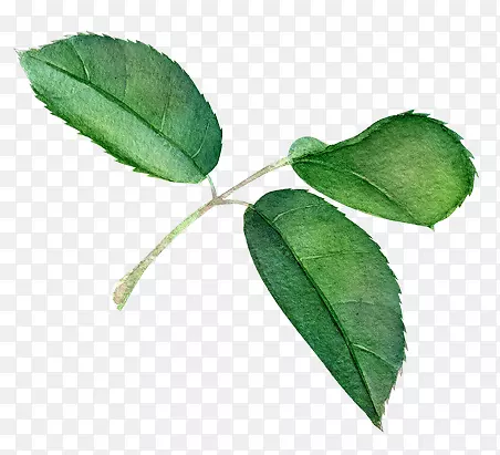 ˮī�ͻ�ˮ����֦��Ҷ-������