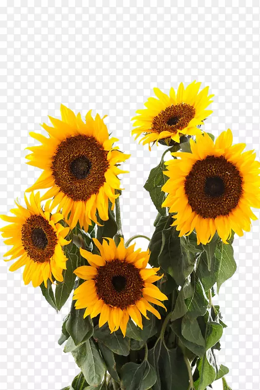 ��Ӱ ����-������