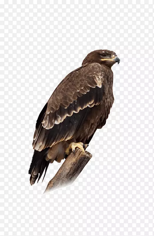 ��ӥ����-������