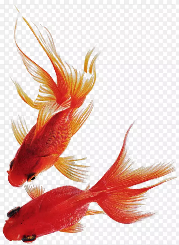 �ֻ����-������