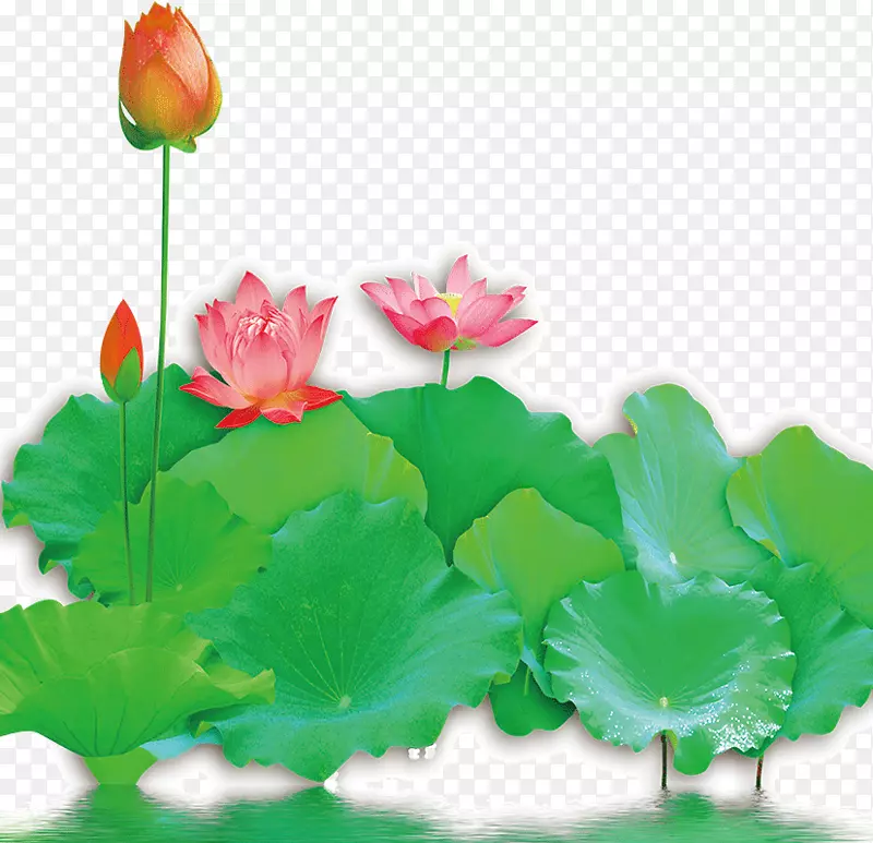 ˮ�ʻ���Ҷ����-������