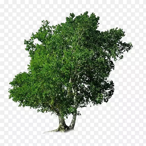 �����֦-������