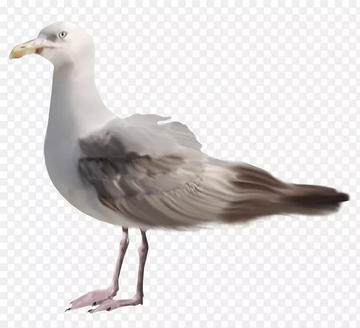 ����ͼƬ-������