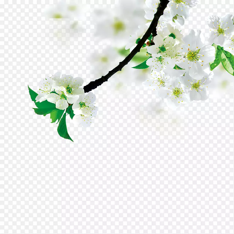 ��ɫ���滨-������