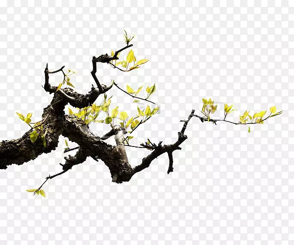 ���ⰻȻ-������