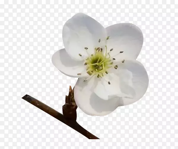 ��֦�ϵ��滨����ͼƬ�ز�-������