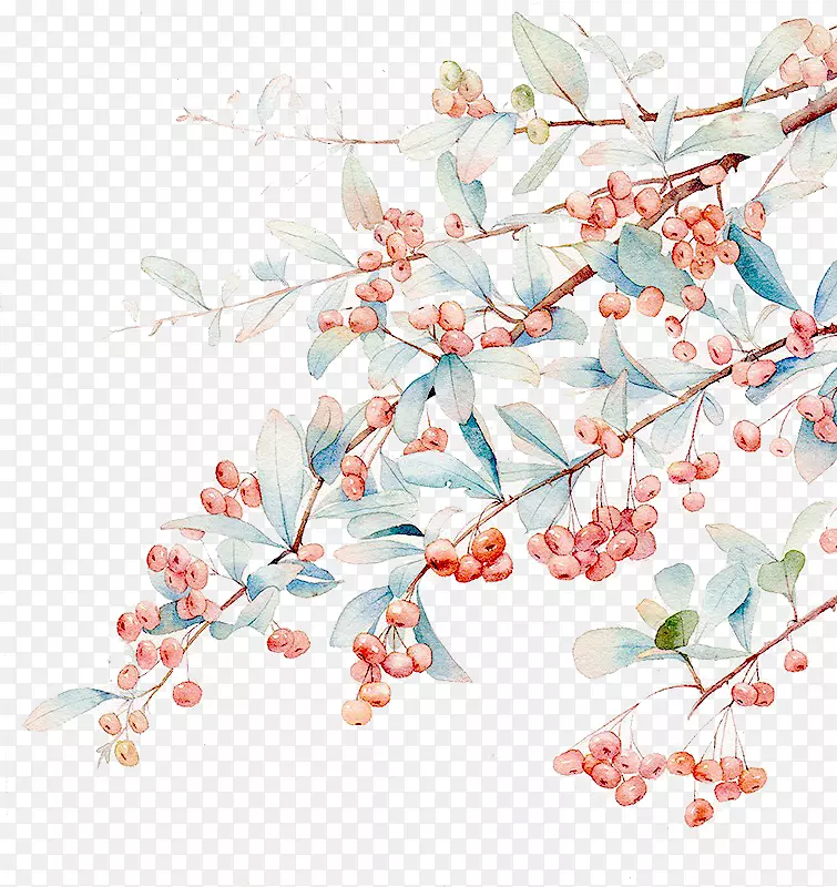 ɽ���֦С�����ز�-������