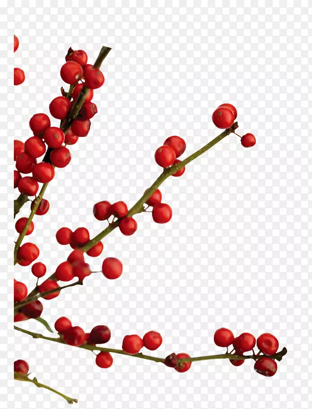 ɽ���֦-������