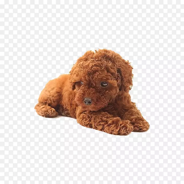 �ɰ�̩�Ϲ�-������