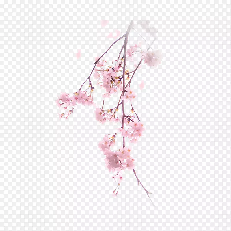 ��ɫ÷������ֲ��-������