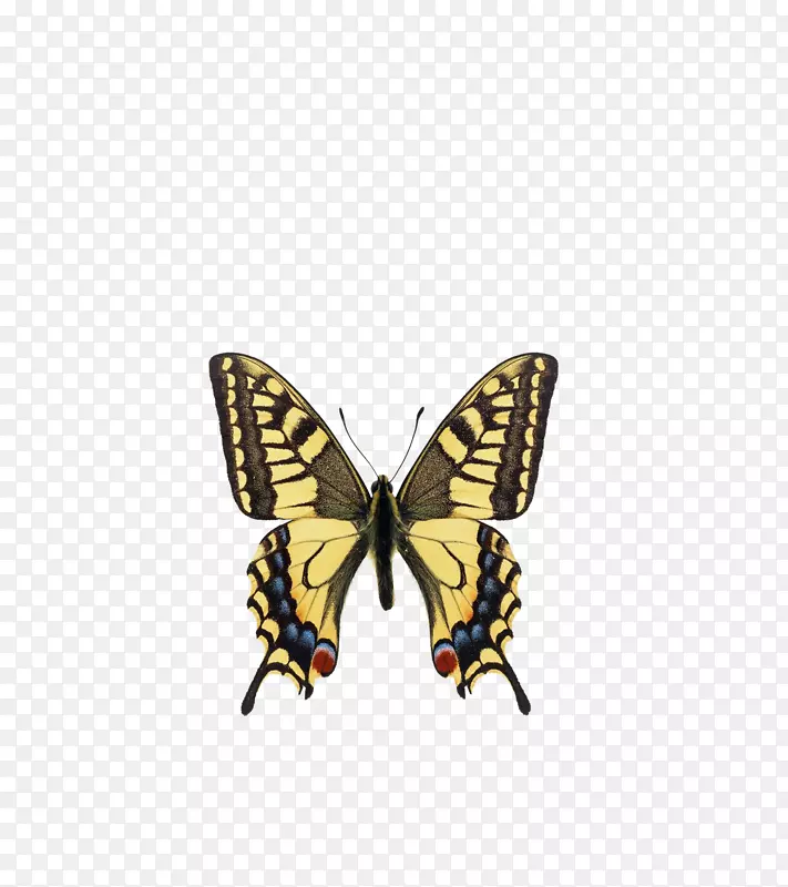 �ƺ���-������