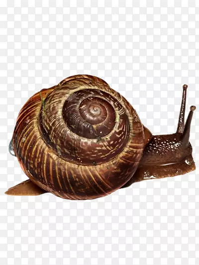 ��ţ-������