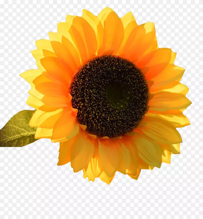 ��Ц�����տ�-������