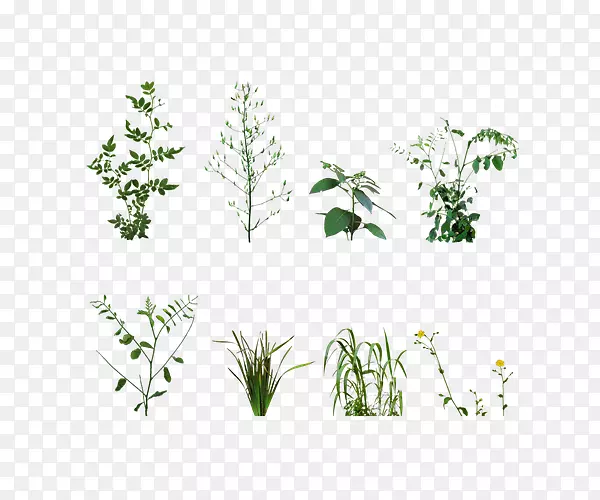 ��ɫֲ��������«έ�ز�-������