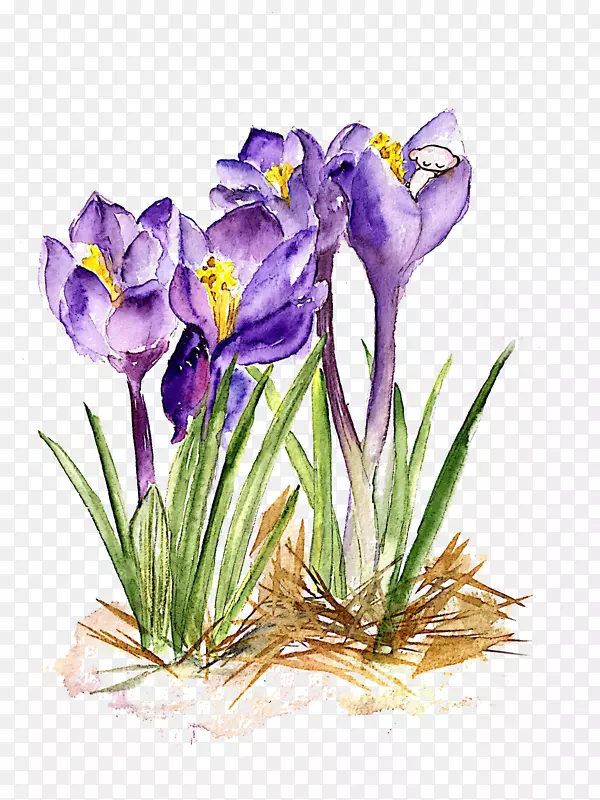 ��ɫˮ�ɻ�-������