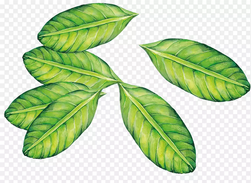 ��ɫ�ֻ�ˮ��Ҷ��-������