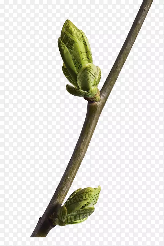 һ֧��֦��ѿ-������