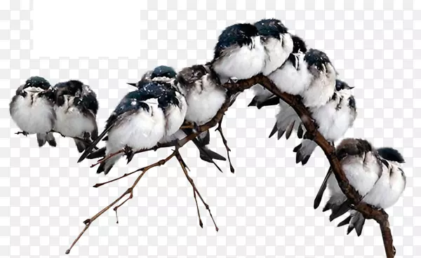 ��֦�ϵ�С��-������