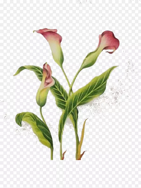 �ֻ滨��png-������