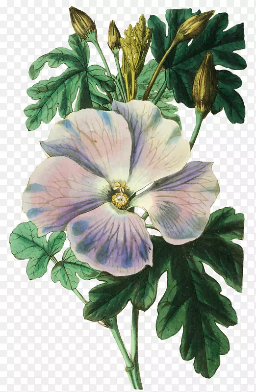 ��ɣ��ˮ�ʻ�-������