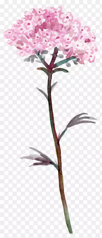 ��ɫ����ˮ�����ŷ�-������