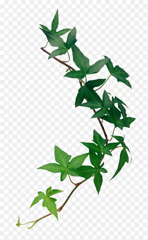 Ư��Ҷ��-������