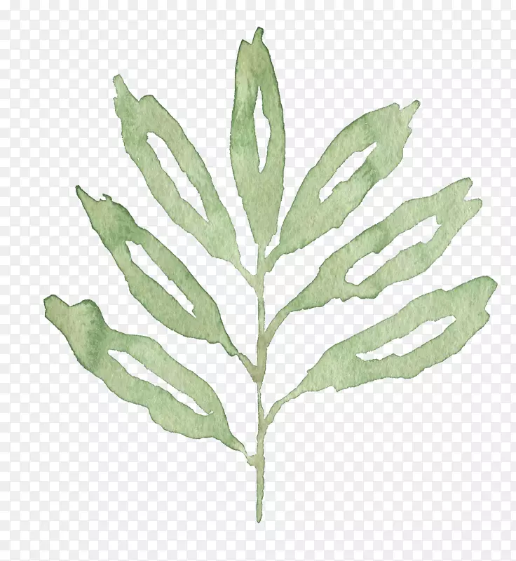 ˮ����Ҷ-������