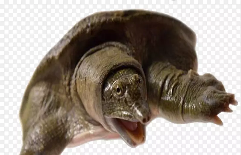 ���ͼ����ײп���-������