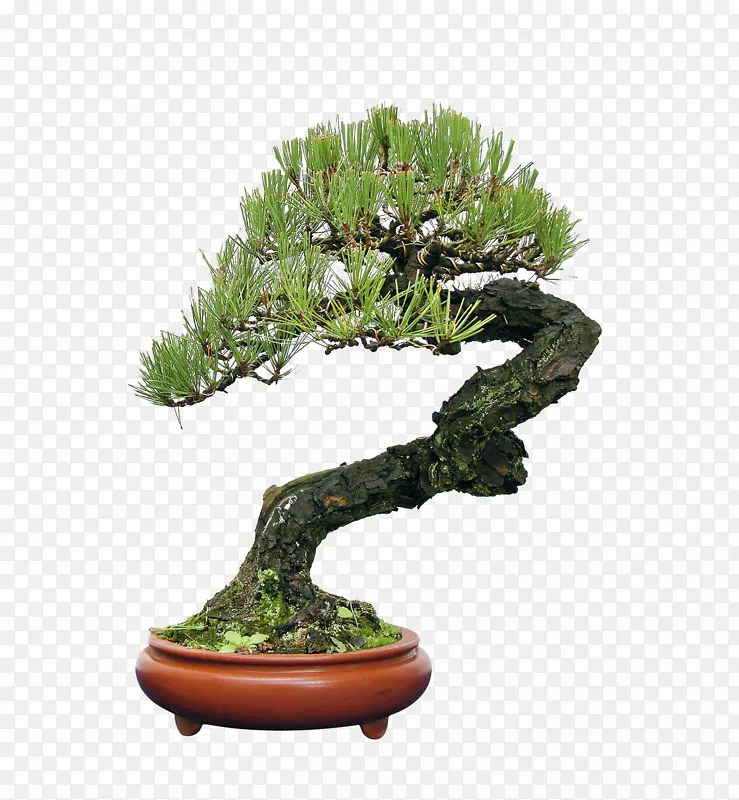 ����ֲ��ͼƬ-������