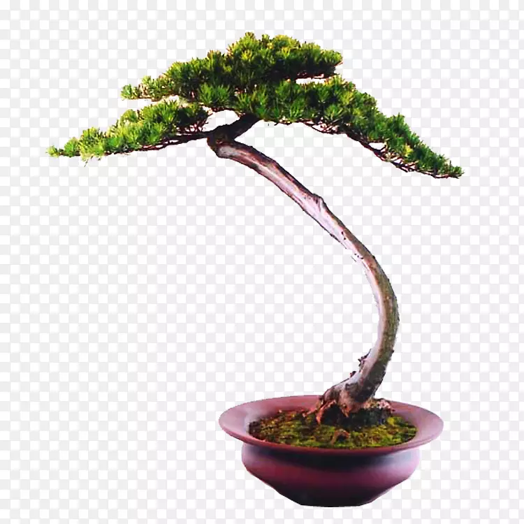 ����ֲ��-������