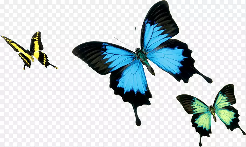 ������Ӱʵ�Ķ�ֻ����-������