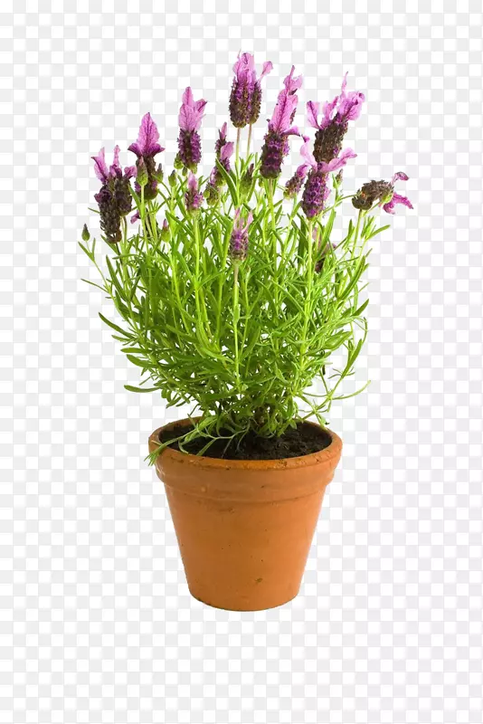 ޹�²�����-������